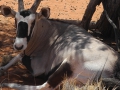 HO INCONTRATO UN ORYX!