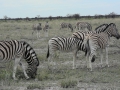 ZEBRE AVVISTATE!