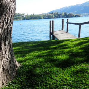 Excellent Green | Lucon